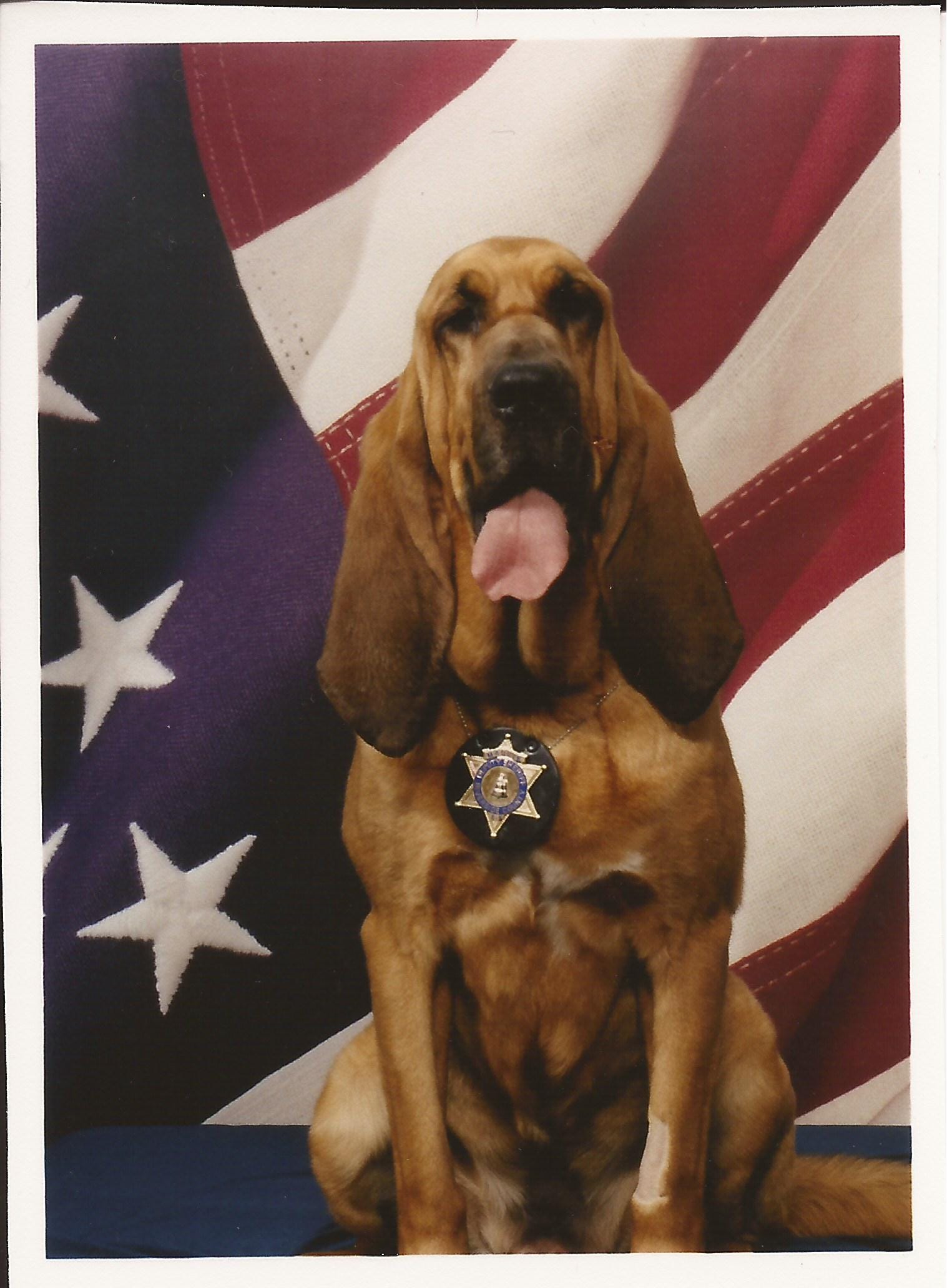 k9 bloodhound